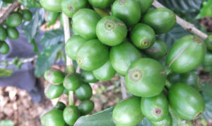Kaffee Bohnen grün